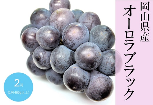 オーロラブラック 2房(1房480g以上) 化粧箱入り【2026年8月下旬～9月下旬発送予定】