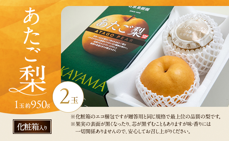 梨 2026年 先行予約 あたご梨 2玉 (1玉 約950g) 化粧箱【11月下旬～12月中旬頃発送】 ナシ なし 岡山県産 国産 フルーツ 果物 ギフト 石原果樹園 繊細な味 ジャンボ梨