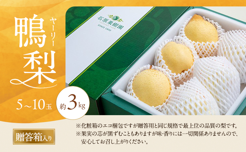 梨 2026年 先行予約 鴨梨（ヤーリー）5～10玉 合計約3kg 贈答箱【11月下旬～12月中旬頃発送】 ナシ なし 岡山県産 国産 フルーツ 果物 ギフト 石原果樹園 風味豊か 上品 希少な梨