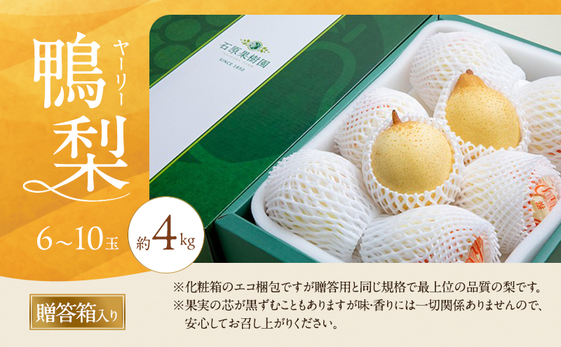 梨 2026年 先行予約 鴨梨（ヤーリー）6～10玉 約4kg 贈答箱【11月下旬～12月中旬頃発送】 ナシ なし 岡山県産 国産 フルーツ 果物 ギフト 石原果樹園 風味豊か 上品 希少な梨