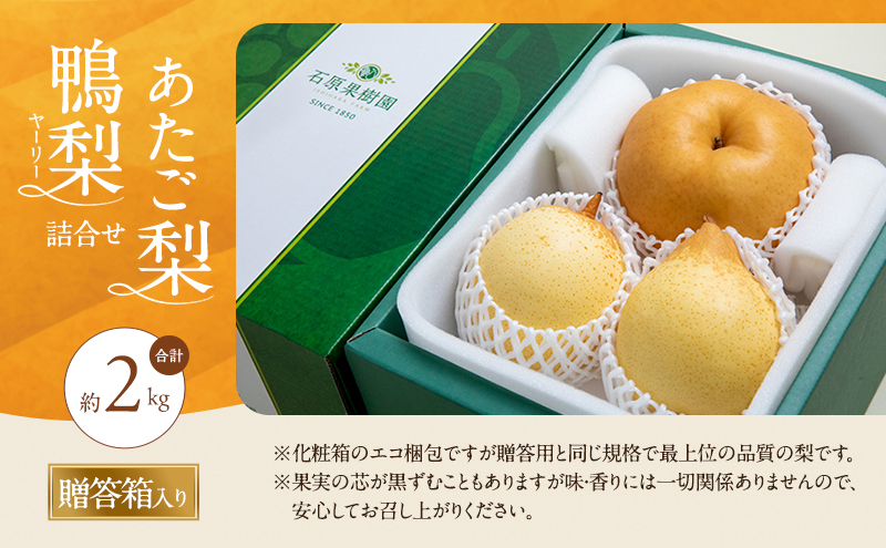 梨 2026年 先行予約 あたご梨・鴨梨（ヤーリー）詰合せ 合計約2kg あたご1～2玉 鴨梨2玉 贈答箱【11月下旬～12月中旬頃発送】 ナシ なし 岡山県産 国産 フルーツ 果物 ギフト 石原果樹園 食べ比べ