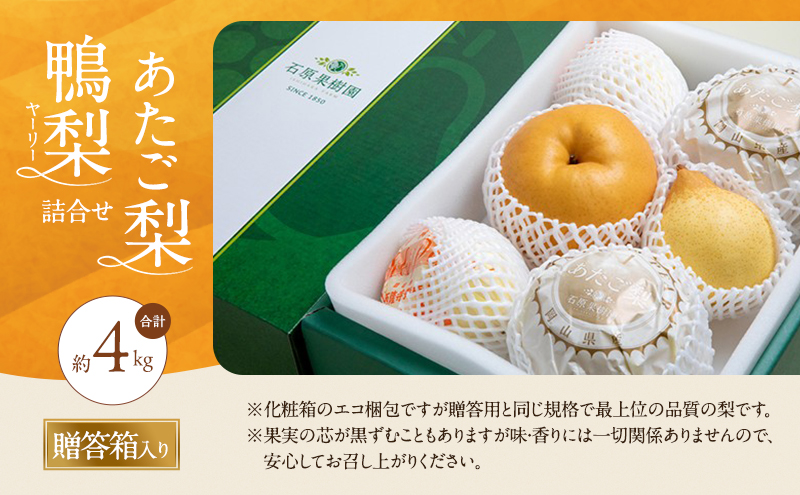 梨 2026年 先行予約 あたご梨・鴨梨（ヤーリー）詰合せ 合計約4kg あたご2～3玉 鴨梨3～7玉 贈答箱【11月下旬～12月中旬頃発送】 ナシ なし 岡山県産 国産 フルーツ 果物 ギフト 石原果樹園 食べ比べ