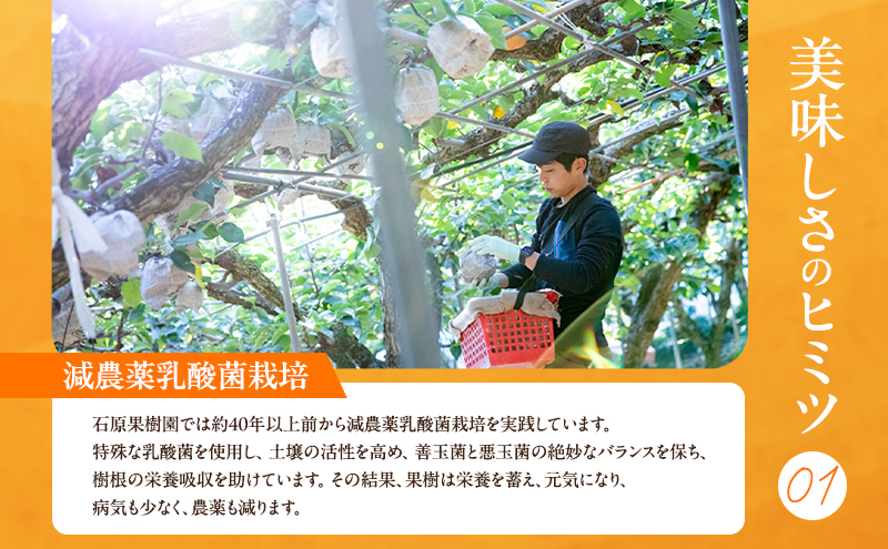 梨 2026年 先行予約 備前乙女梨（鴨梨） 3～4玉 合計約2kg【11月下旬～12月中旬頃発送】 ナシ なし 岡山県産 国産 フルーツ 果物 ギフト 石原果樹園 風味豊か 上品 希少な梨