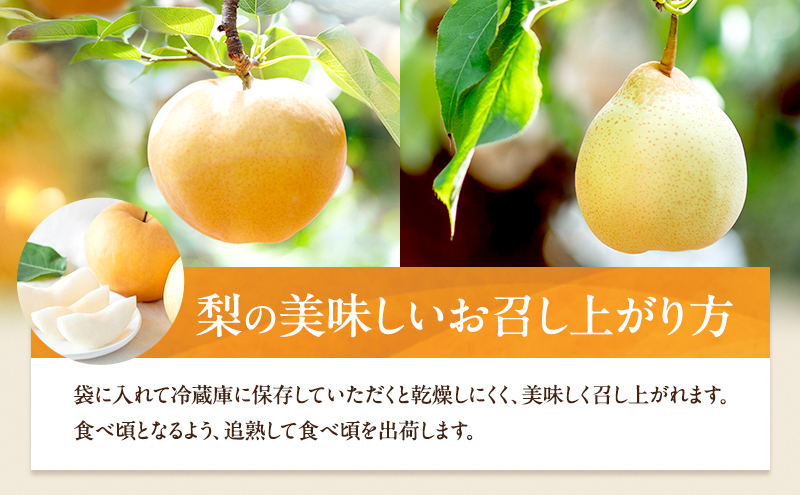 梨 2026年 先行予約 備前横綱梨（あたご梨） 1玉( 1～1.5kg)・備前乙女梨（鴨梨） 2～3玉 詰合せ 合計約2.0kg【11月下旬～12月中旬頃発送】 岡山県産 フルーツ ギフト 石原果樹園 果物 食べ比べ