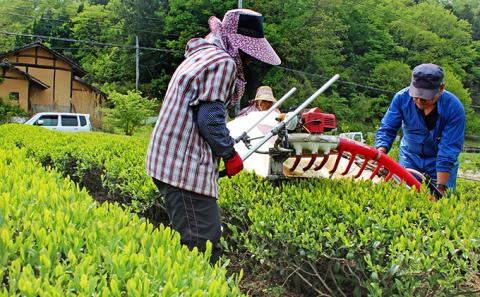 びほくの番茶　500g×2袋