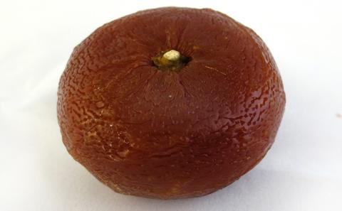 銘菓 詰合せ 柚の香あそび 金 ゆべし 和菓子