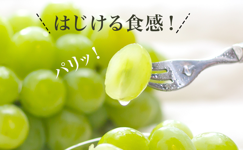 桃 ぶどう 2026年 先行予約 果物 詰合せ 白桃 2玉（1玉220g以上）シャインマスカット 晴王 2房（1房480g以上）化粧箱入り もも 葡萄 岡山県産 国産 フルーツ 果物 ギフト