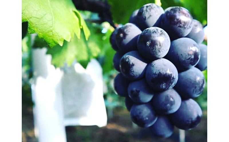 ぶどう ニュー ピオーネ 2kg 3房～4房 1房 約500g～600g 葡萄 フルーツ 岡山 高梁市産 赤迫農園 2026年 先行予約