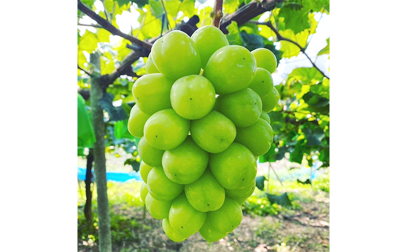 ぶどう シャインマスカット 2kg 3房～4房 1房 約500g～600g 葡萄 フルーツ 岡山 高梁市産 赤迫農園 2026年 先行予約