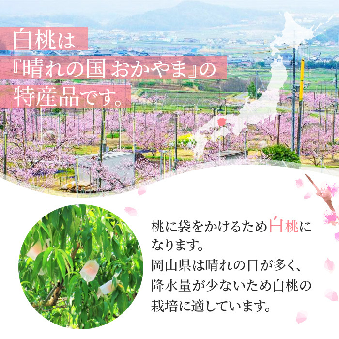 桃 2026年 先行予約 岡山 白桃 ロイヤル 約1.5kg 5～7玉入り もも モモ 岡山県産 国産 フルーツ 果物 ギフト 橋田商店