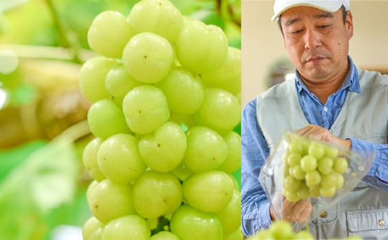 2026年 早期受付 ぶどう 晴れの国 シャインマスカット 2kg（3～5房）化粧箱入り 岡山県 高梁市 ブドウ 葡萄 果物 フルーツ