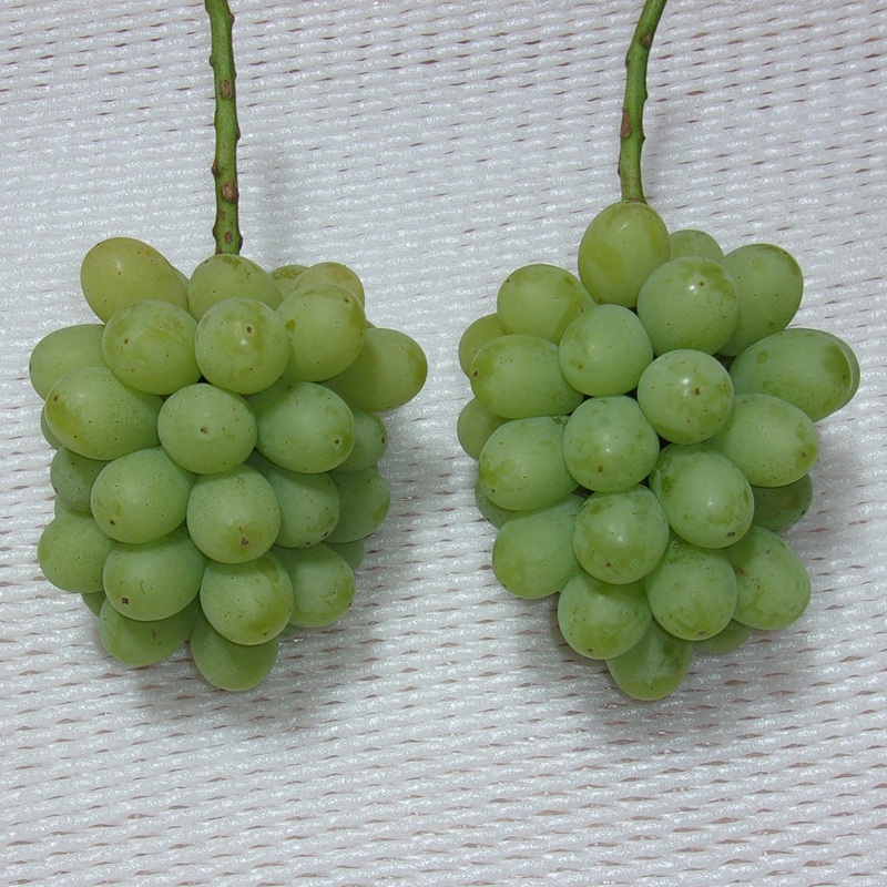 ぶどう 先行予約 訳あり 翠峰 約2kg(3～5房) ブドウ 葡萄 岡山県産 国産 フルーツ 果物