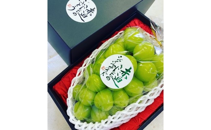 黒 シャイン マスカット 1房 650g以上 葡萄 ぶどう フルーツ 岡山 高梁市産 赤迫農園 2026年 先行予約 果物 デザート 愛情 最高 新鮮 桐箱入り 美味しい