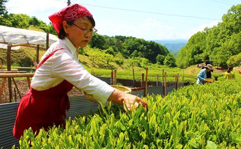 びほくの番茶　500g×2袋