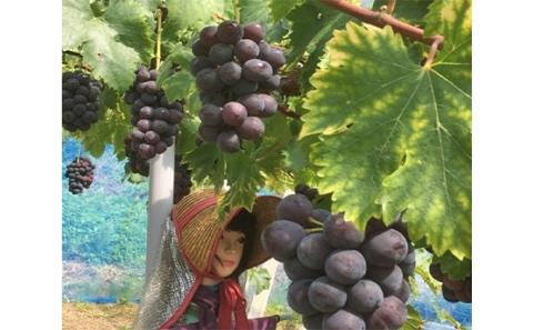 ニュー ピオーネ 2kg前後 3房～5房 葡萄 フルーツ 岡山 高梁市産 ぜきお農園 ぶどうclub 2026年 先行予約 果物