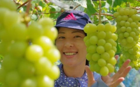 シャインマスカット 1房 600g前後 葡萄 フルーツ 岡山 高梁市産 ぜきお農園 ぶどうclub 2026年 先行予約 果物類 ブドウ 果物