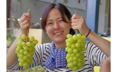 ぶどう食比べセット 2房 合計1kg前後 葡萄 フルーツ 岡山 高梁市産 ぜきお農園 ぶどうclub 2026年 先行予約 果物類 マスカット 果物