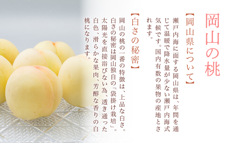 桃 2026年 先行予約 岡山 白桃 6玉（合計1.6kg以上）化粧箱入り もも モモ 岡山県産 国産 フルーツ 果物 ギフト
