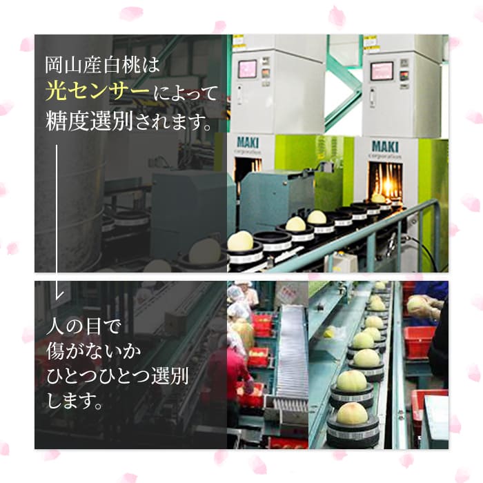 桃 2026年 先行予約 岡山 白桃 ロイヤル 約4kg 8～15玉入り もも モモ 岡山県産 国産 フルーツ 果物 ギフト 橋田商店