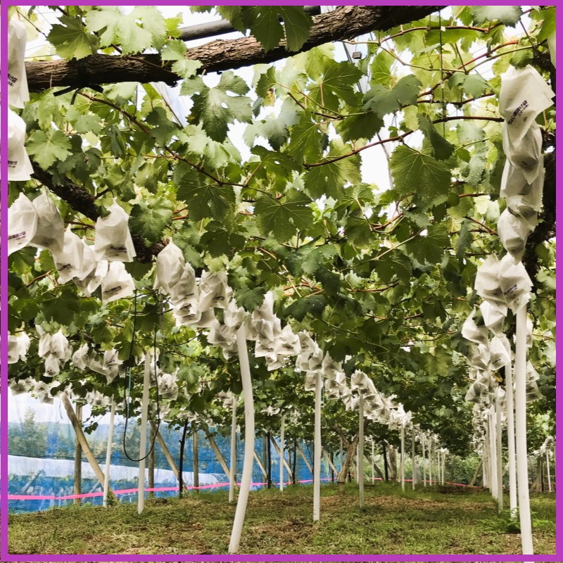 2026 早期受付 ぶどう ニューピオーネ 3～4房 約2kg 岡山県高梁市産 うめづぶどう園 化粧箱入り 葡萄 ブドウ 訳あり