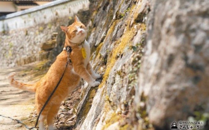 備中松山城 猫 城主『さんじゅーろー』ポストカード 10枚セット