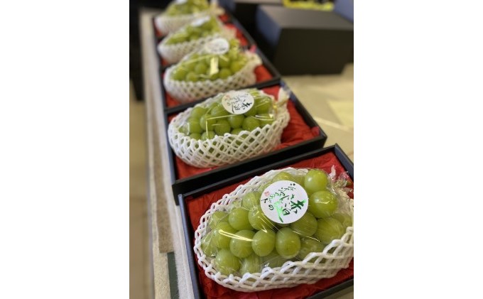 黒 シャイン マスカット 1房 650g以上 葡萄 ぶどう フルーツ 岡山 高梁市産 赤迫農園 2026年 先行予約 果物 デザート 愛情 最高 新鮮 桐箱入り 美味しい