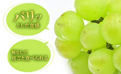 瀬戸ジャイアンツ 約2kg 3～5房 ぶどう 葡萄 フルーツ 岡山 高梁市産 2026年 先行予約 果物類 果物