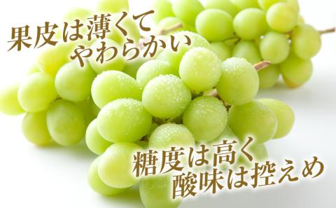 シャインマスカット 約2kg 3～5房 ぶどう 葡萄 フルーツ 岡山 高梁市産 2026年 先行予約 果物類 果物