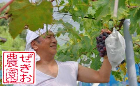 ニュー ピオーネ 1kg前後 2房 葡萄 フルーツ 岡山 高梁市産 ぜきお農園 ぶどうclub 2026年 先行予約 果物