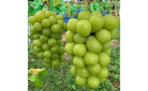 シャインマスカット 2房 合計1kg前後 葡萄 フルーツ 岡山 高梁市産 ぜきお農園 ぶどうclub 2026年 先行予約 果物類