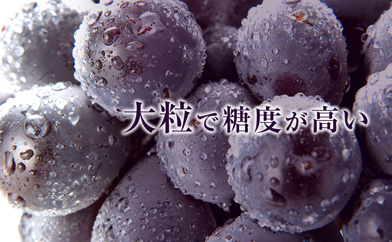 ニュー ピオーネ 約2kg 3～5房 ぶどう 葡萄 フルーツ 岡山 高梁市産 2026年 先行予約 果物類 果物
