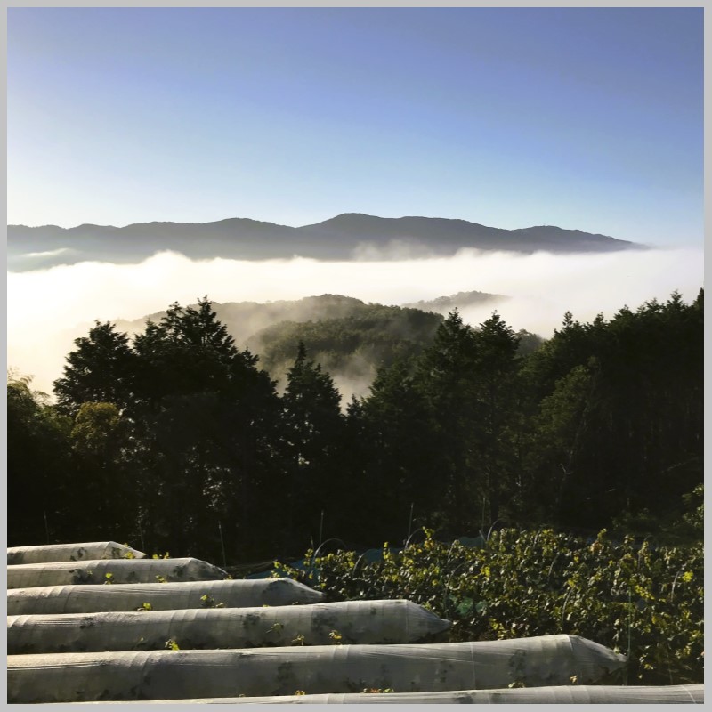 2026年 早期受付 ぶどう ニューピオーネ 3～4房 約2kg 岡山県高梁市産 うめづぶどう園 化粧箱入り 葡萄 ブドウ 大粒 贈答用