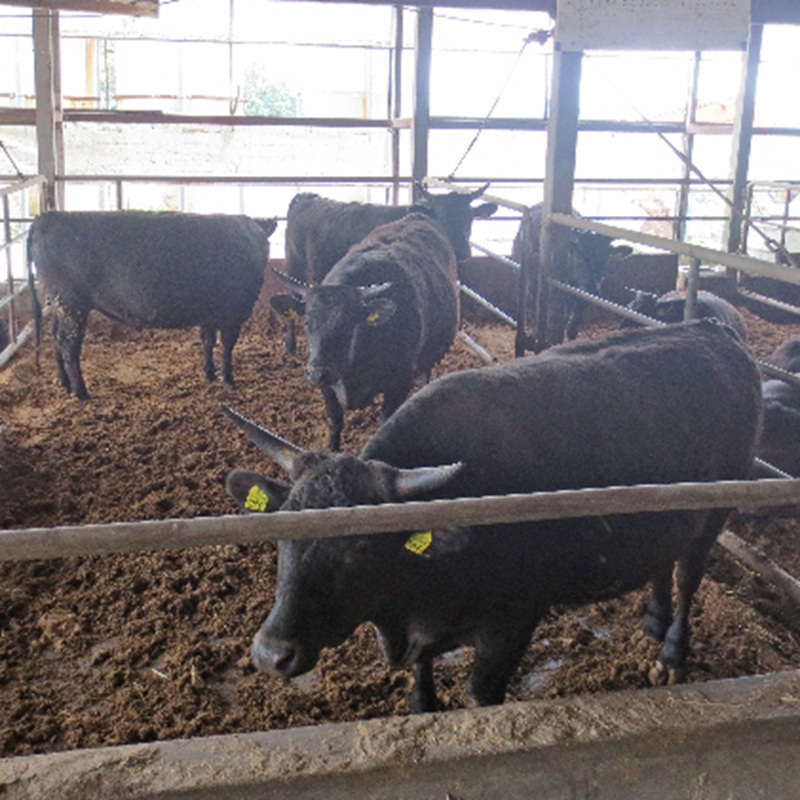［農林水産大臣賞受賞］備中牛 和牛小間切れ 1kg 岡山県産 黒毛 和牛 肉 お肉 牛肉 牛