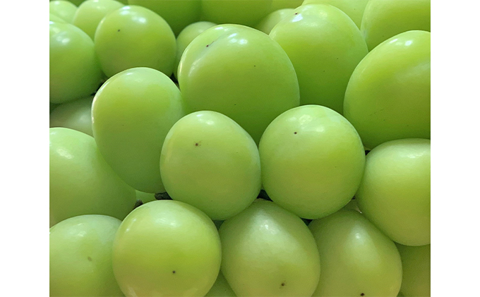 シャインマスカット 3房 合計1.7kg以上 葡萄 フルーツ 岡山 高梁市産 こあに葡萄園 2026年 先行予約 果物類 ぶどう ブドウ