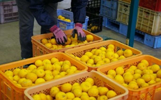 ニャンとも可愛い柚子マーマレード【柚子ニャーニャレード2個セット】 柚子 マーマレード 柚子茶 吹屋