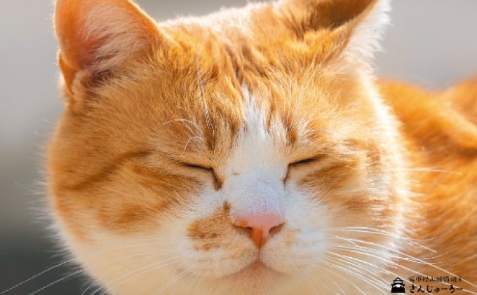 備中松山城 猫 城主『さんじゅーろー』ポストカード 10枚セット