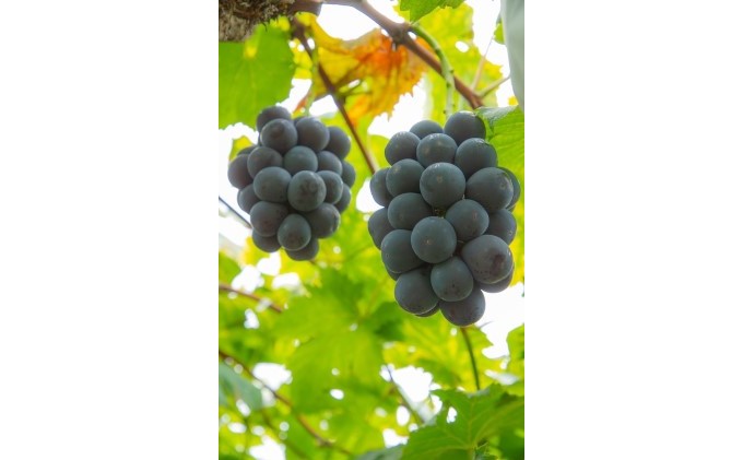 黒 ニュー ピオーネ 1房 650g以上 葡萄 ぶどう フルーツ 岡山 高梁市産 赤迫農園 2026年 先行予約 果物 デザート 愛情 最高 新鮮 桐箱入り 美味しい