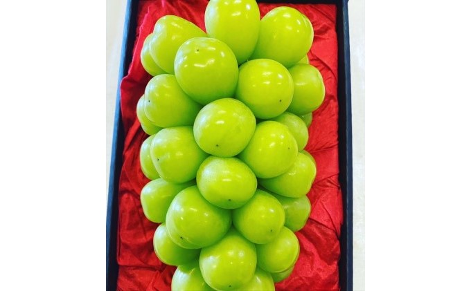 桐箱入 シャイン マスカット 1房 750g以上 葡萄 ぶどう フルーツ 岡山 高梁市産 赤迫農園 2026年 先行予約 果物 デザート 愛情 最高 新鮮 桐箱入り 美味しい