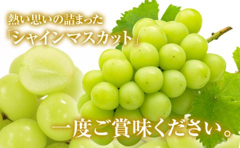 シャインマスカット 約2kg 3～5房 ぶどう 葡萄 フルーツ 岡山 高梁市産 2026年 先行予約 果物類 果物