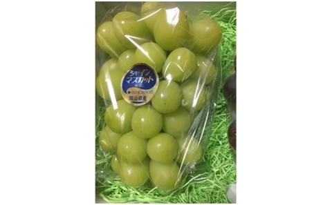 シャインマスカット 1房 600g前後 葡萄 フルーツ 岡山 高梁市産 ぜきお農園 ぶどうclub 2026年 先行予約 果物類 ブドウ 果物