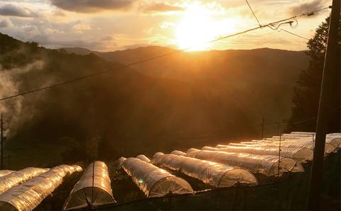 シャインマスカット 2房 合計1kg前後 葡萄 フルーツ 岡山 高梁市産 ぜきお農園 ぶどうclub 2026年 先行予約 果物類
