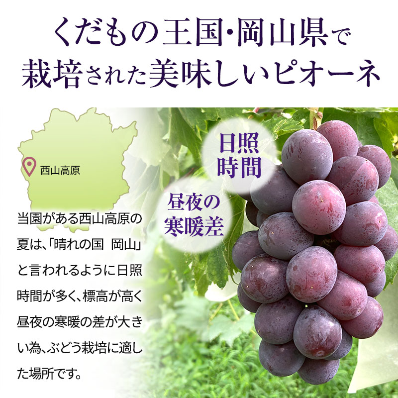 訳あり 辻葡萄園 の ニュー ピオーネ ご家庭用 満杯詰め 約4kg 岡山県産 ぶどう 葡萄 果物 フルーツ 2026年 先行予約 果物類