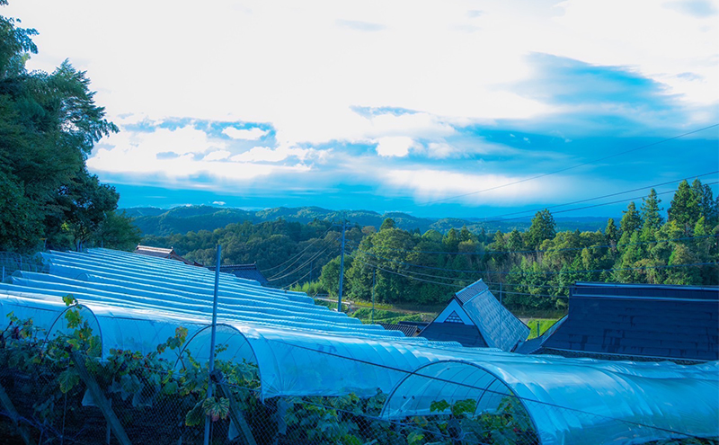 ぶどう シャインマスカット 2kg 3房～4房 1房 約500g～600g 葡萄 フルーツ 岡山 高梁市産 赤迫農園 2026年 先行予約