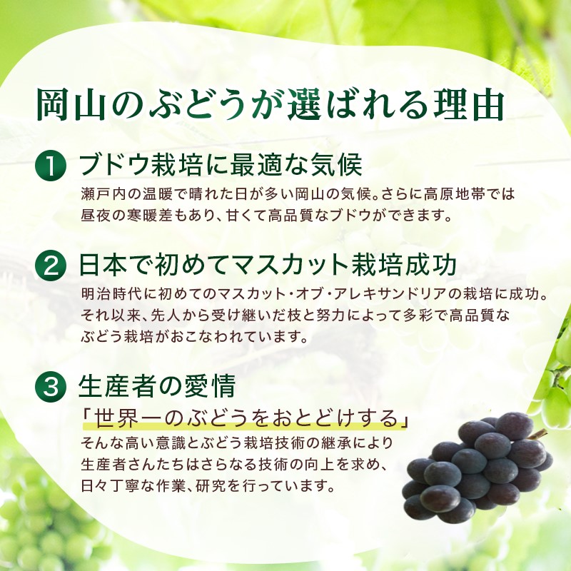 2026年 早期受付 ぶどう ピオーネ 約2kg（3～4房）岡山県高梁市産 沖島ファーム 化粧箱入り 葡萄 ブドウ 贈答用