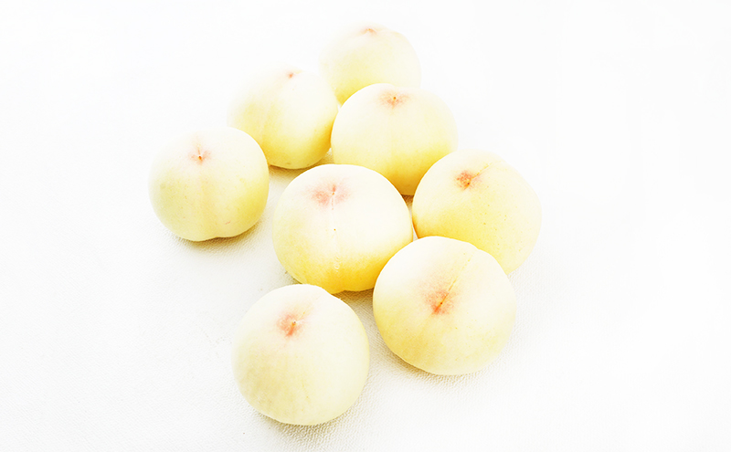 桃 定期便 2026年 先行予約 岡山 の 白桃 8玉 合計1.7kg以上×2回 お届け 化粧箱入り もも モモ 岡山産 国産 フルーツ 果物 ギフト