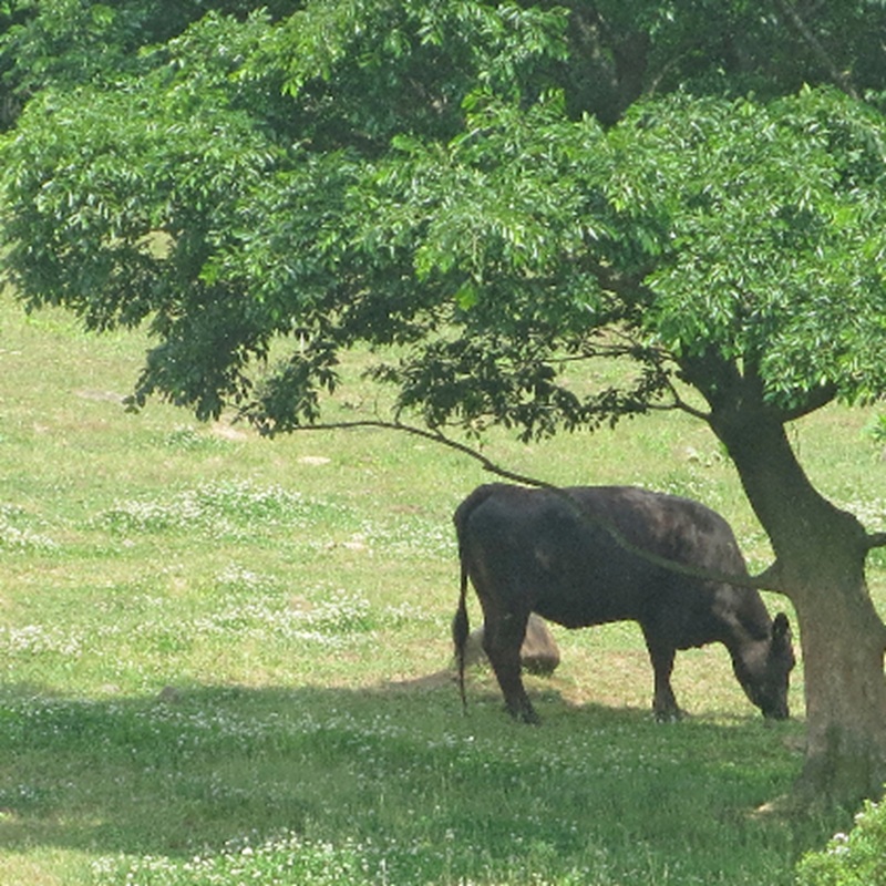 ［農林水産大臣賞受賞］備中牛 和牛小間切れ 1kg 岡山県産 黒毛 和牛 肉 お肉 牛肉 牛