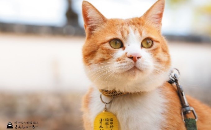 備中松山城 猫 城主『さんじゅーろー』ポストカード 10枚セット