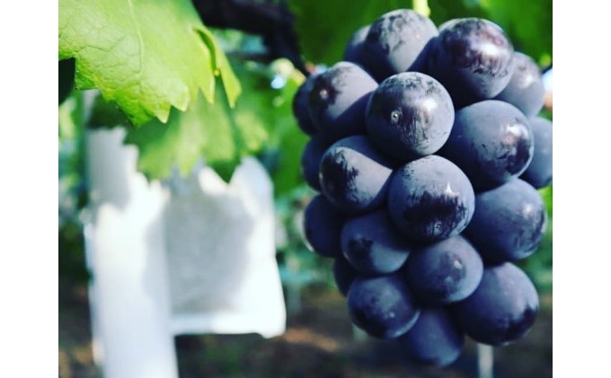 黒 ニュー ピオーネ 1房 650g以上 葡萄 ぶどう フルーツ 岡山 高梁市産 赤迫農園 2026年 先行予約 果物 デザート 愛情 最高 新鮮 桐箱入り 美味しい