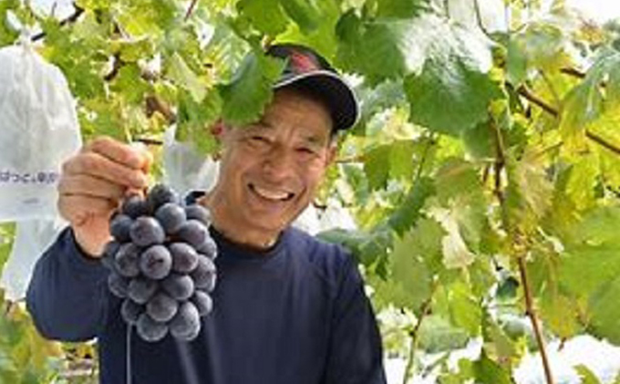 ぶどう 2026年度 早期受付 天空の葡萄(登録商標) ニュー ピオーネ 3～4房 2kg以上 1箱 美味しい笑顔をお約束 葡萄 フルーツ 岡山 高梁市産