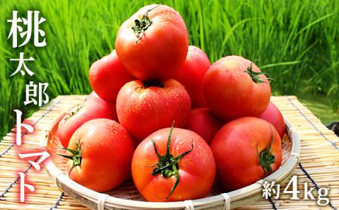 とまと 桃太郎トマト 約4kg トマト 野菜 岡山 高梁市産 2023年 先行予約